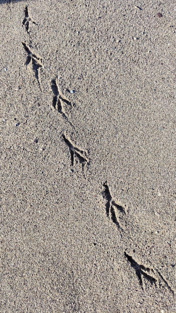 photo de la texture du sable avec des traces d'oiseaux