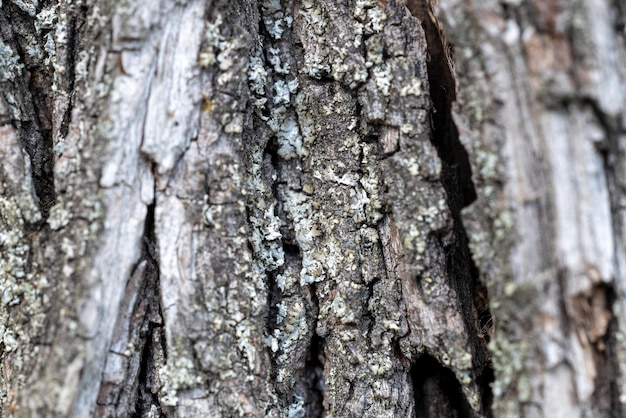 Photo La texture du vieil arbre l'écorce sur le gros plan de l'arbre