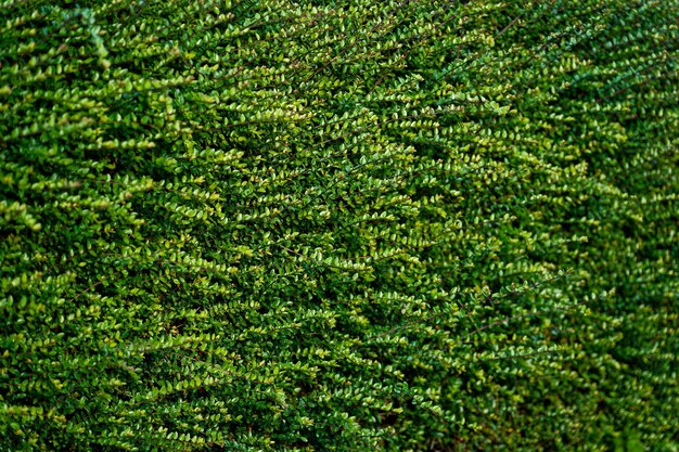 Photo de texture de fond de buissons avec des feuilles vertes pour économiseur d'écran