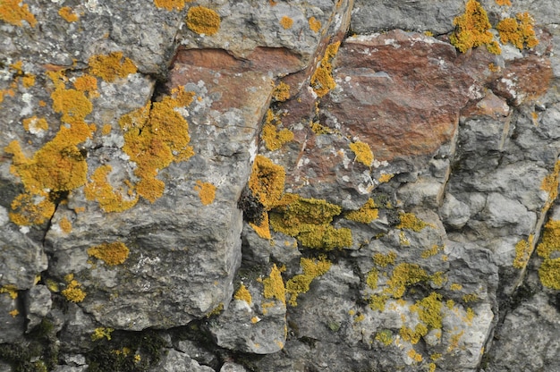 Photo texture roche recouverte de lichen