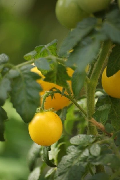 Photo de tomates jaunes sur une branche