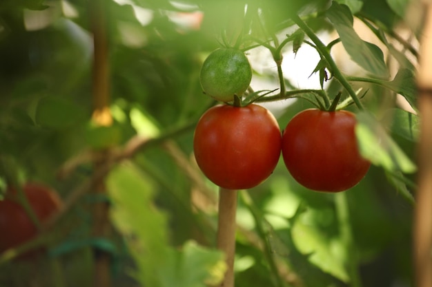 Photo de tomates rouges sur une branche