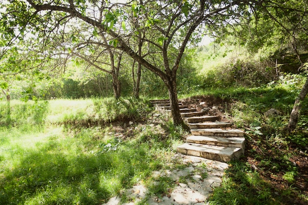 Photo tonique d'un beau jardin avec des arbres et un chemin en pierre