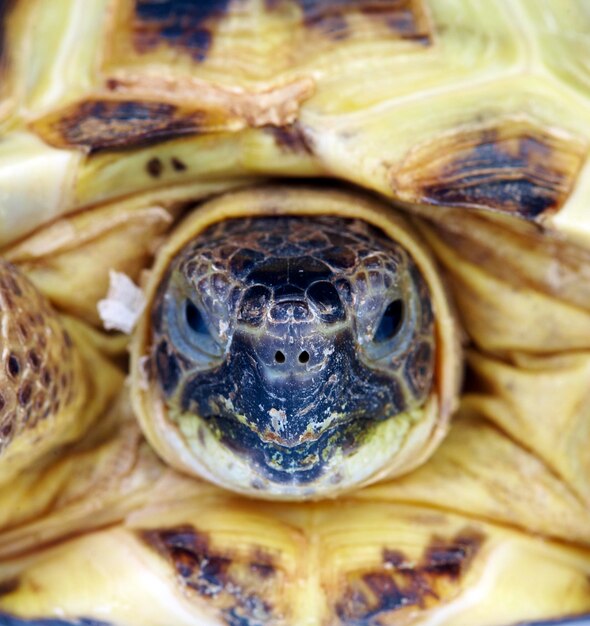 Photo d'une tortue en gros plan