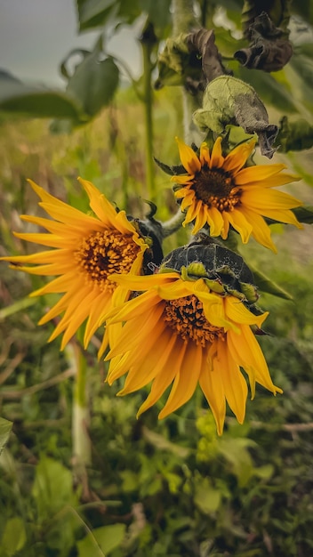 Photo photo de tournesol au coucher du soleil