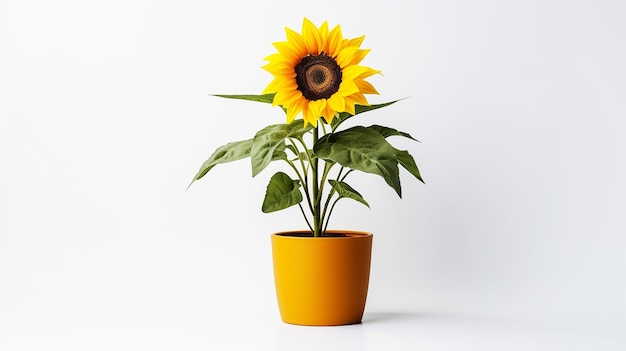 Photo de tournesol dans un pot isolé sur un fond blanc