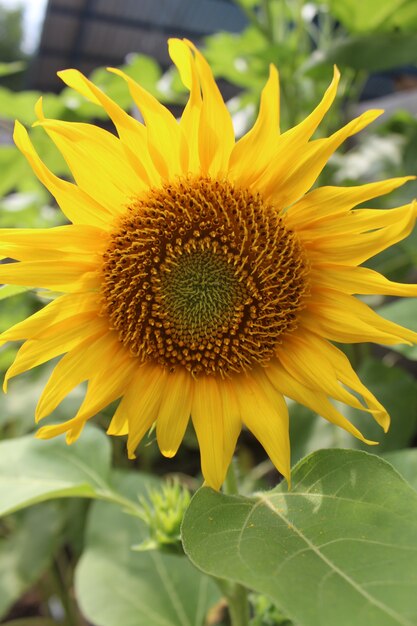 Photo de tournesols ensoleillés