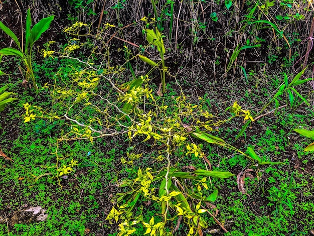 Une photo unique, des plantes, du ciel, des rochers et plus encore pour l'arrière-plan, le papier peint