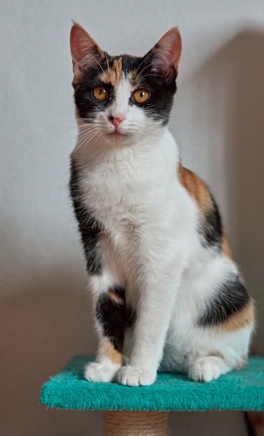 Une photo verticale d'un adorable chat tricolore