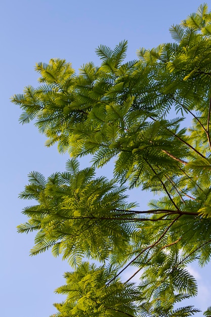 Photo verticale d'arbres à feuilles caduques contre un ciel bleu par une chaude journée d'été Fond naturel de feuilles vertes sur l'arbre Texture naturelle pittoresque de nombreuses feuilles de fougèreL'idée pour l'arrière-plan et l'espace de copie