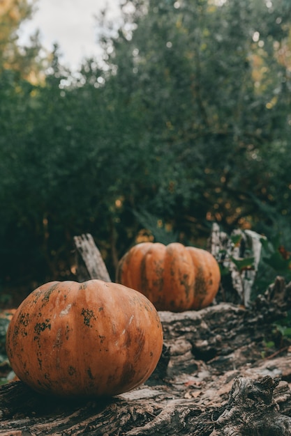 Photo une photo verticale de deux citrouilles d'automne sur un arbre