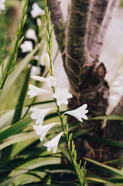 Une photo verticale de la fleur blanche de Watsonia