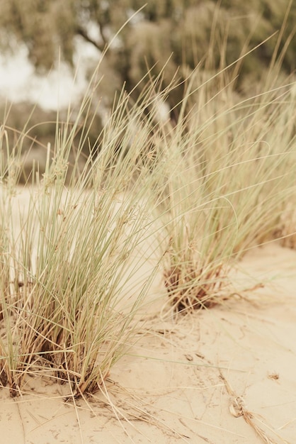 Photo verticale de l'herbe qui pousse à l'état sauvage dans le sable Plantes du désert