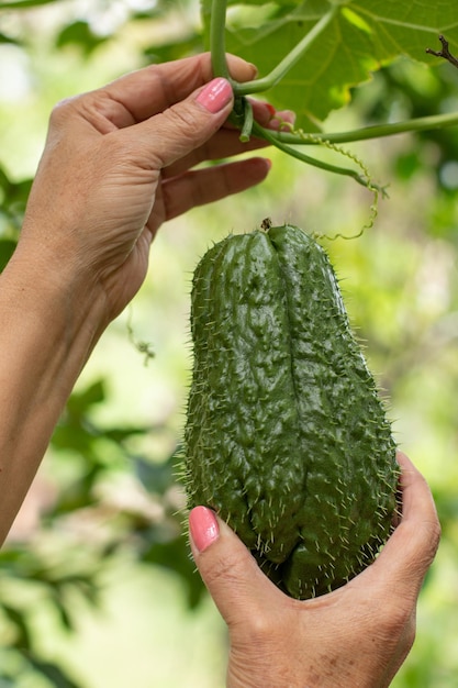 Photo verticale des mains d'une femme cueillant un fruit vert de son arbre