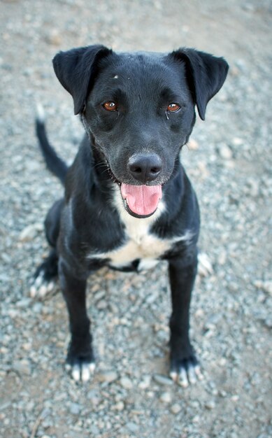 Une photo verticale d'un mignon chien noir Patterdale Terrier