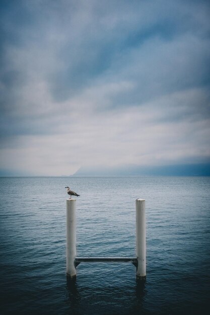 Photo photo verticale d'un oiseau sur des poteaux dans le lac léman à lausanne par une journée nuageuse en suisse