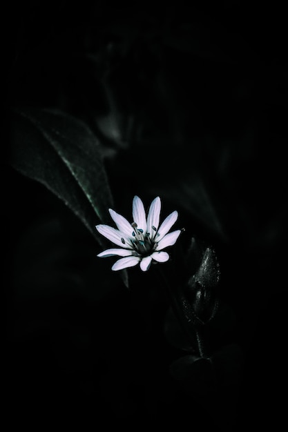 Une photo verticale d'une seule fleur géante en fleurs sur un fond sombre