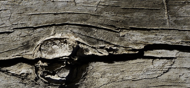 photo de la vieille surface en bois