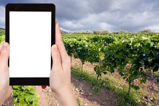 Photo vignoble sur pente dans la région de l'Etna en Sicile