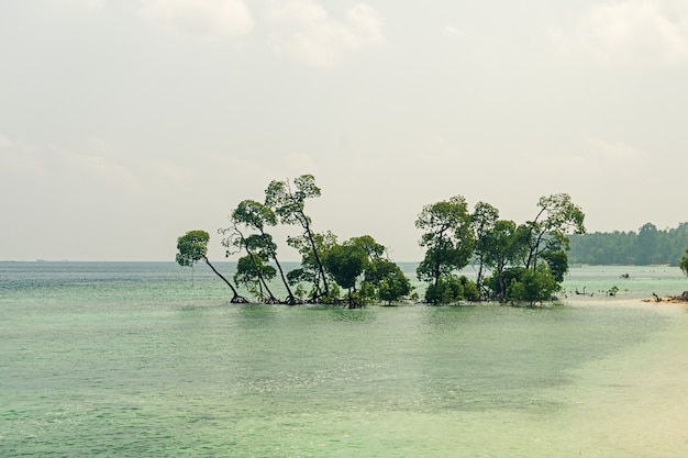 Photo vintage d'un énorme arbre dans l'eau de mer sur la plage. L'île Havelock des îles Andaman et Nicobar. Inde. beaux arbres sur la plage