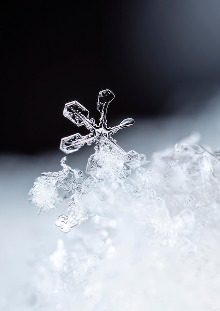 Photo de vrais flocons de neige lors d'une chute de neige, dans des conditions naturelles à basse température