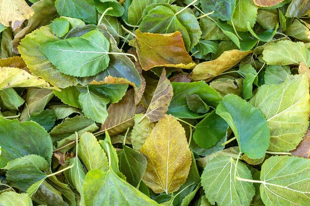 Photo vue de dessus des feuilles d'automne