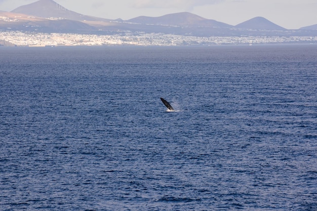 Photo Vue de La Gomera aux Canaries