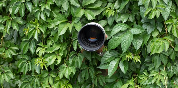 photographe caché dans les feuilles