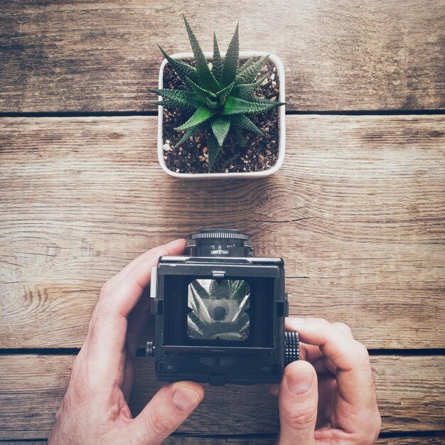 Photographe tenant un appareil photo antique et prenant une photo de succulente Vue de dessus