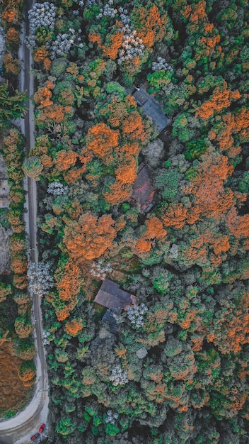 Photographie aérienne des arbres