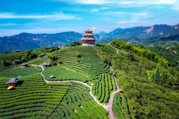 Photographie aérienne des champs de thé écologiques alpins de Sanjiang Buyang Xianren