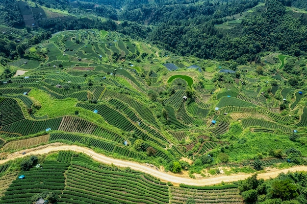 Photographie aérienne des champs de thé écologiques alpins de Sanjiang Buyang Xianren