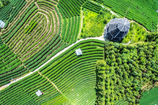 Photographie aérienne des champs de thé écologiques alpins de Sanjiang Buyang Xianren