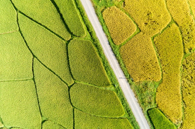 Photographie aérienne de drone Haut en bas des champs de riz verts et dorés avec une belle lumière de la nature le matin