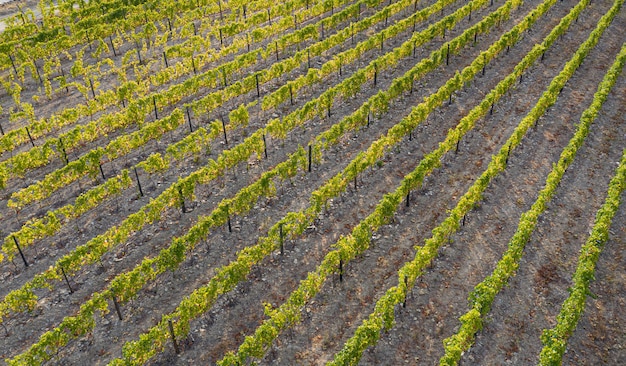 Photographie aérienne de vignes sur des terres cultivées pour la production de vin