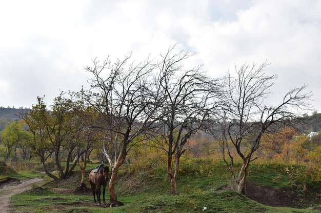 Photo photographie d'almaty