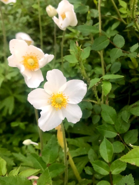 Photographie d'anémones blanches