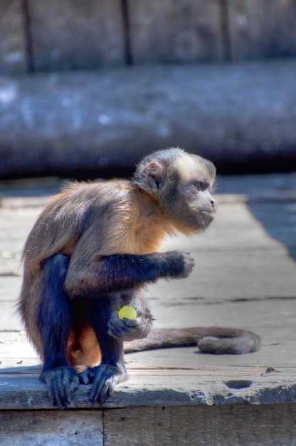 photographie d'un animal