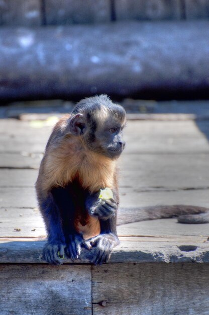 photographie d'un animal