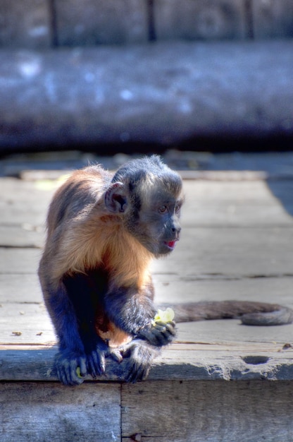 photographie d'un animal