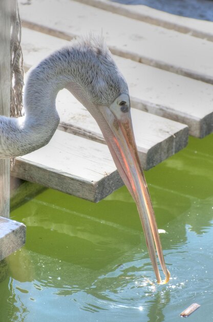 photographie d'un animal