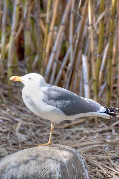 photographie d'un animal