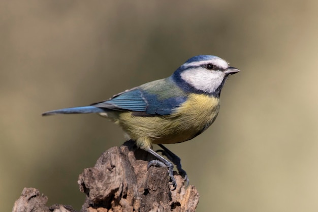 Photographie animalière