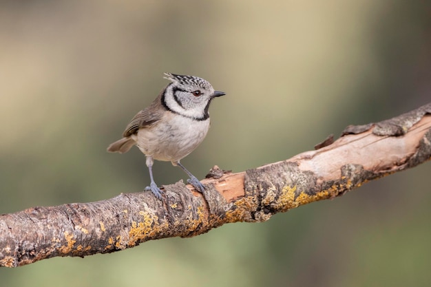 Photographie animalière