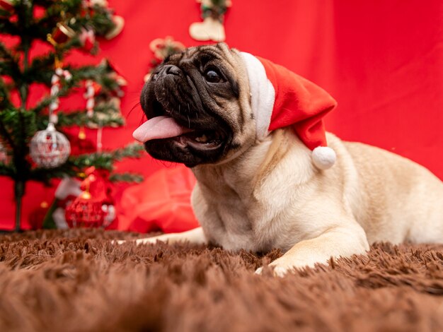 Photographie d'animaux de compagnie de Noël avec un chien carlin.