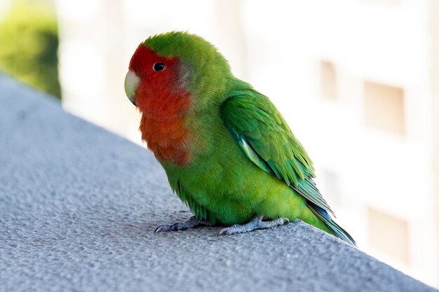 La photographie des animaux de compagnie des oiseaux amoureux