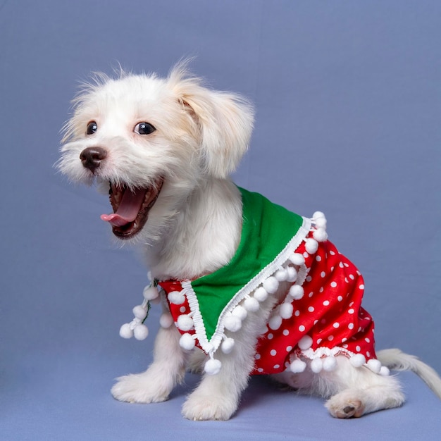 Une photographie d'animaux de compagnie de photoshoot maltais de chienne blanche avec une chemise ou une robe de noël avec un fond gris