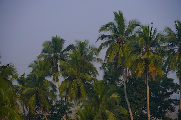 Photo photographie d'arbres de noix de coco sur la plage