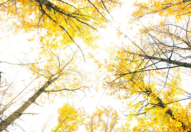 Photographie artistique avec surexposition de la forêt en automne Estrémadure Espagne