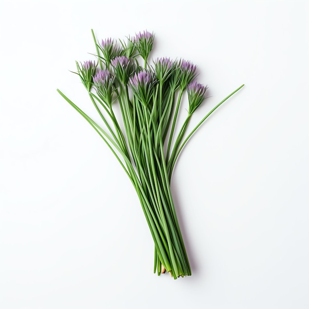 Photographie de l'aubergine vue de haut en bas sur un fond blanc